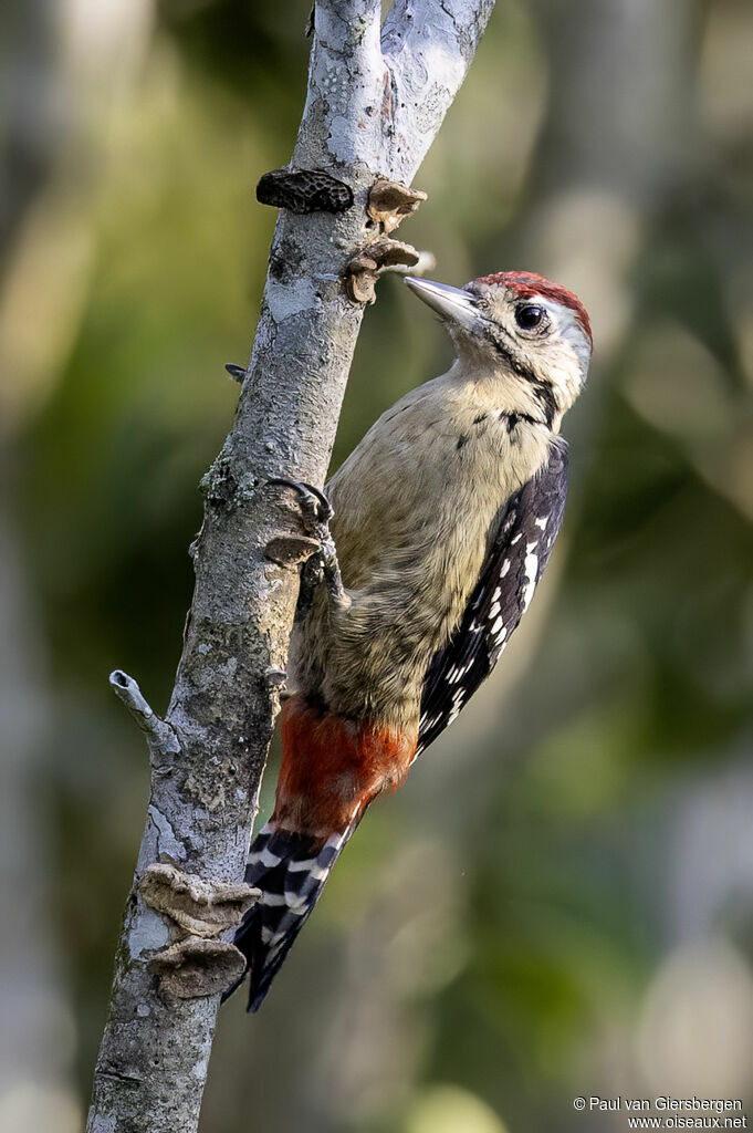 Pic de Macé mâle adulte