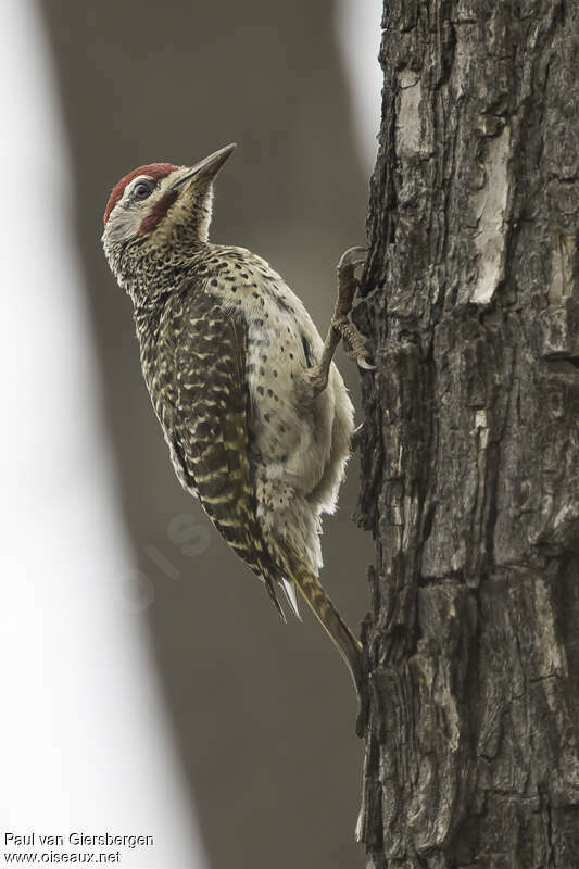 Pic de Reichenow mâle adulte, identification