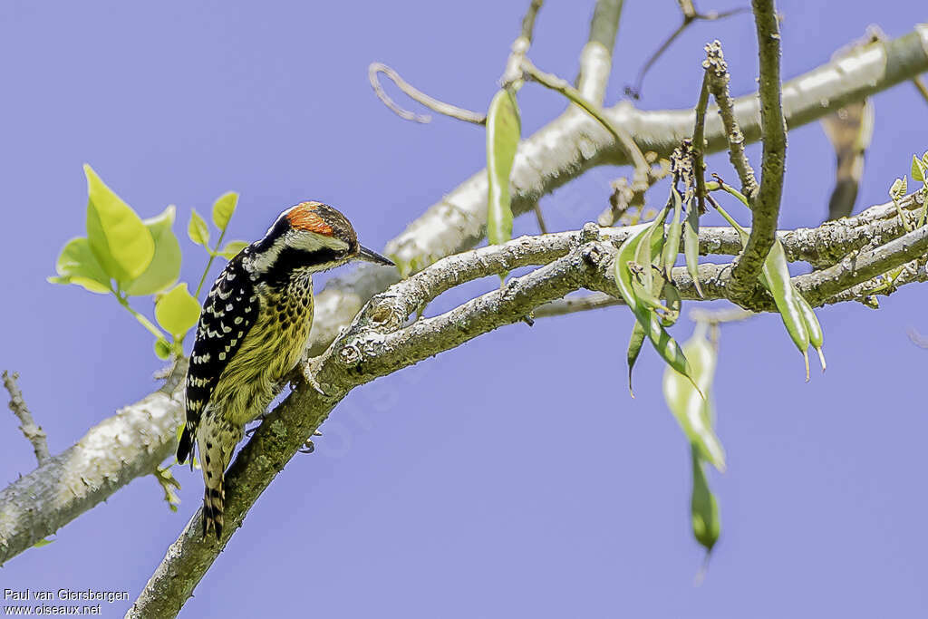 Pic des Philippines mâle adulte, identification