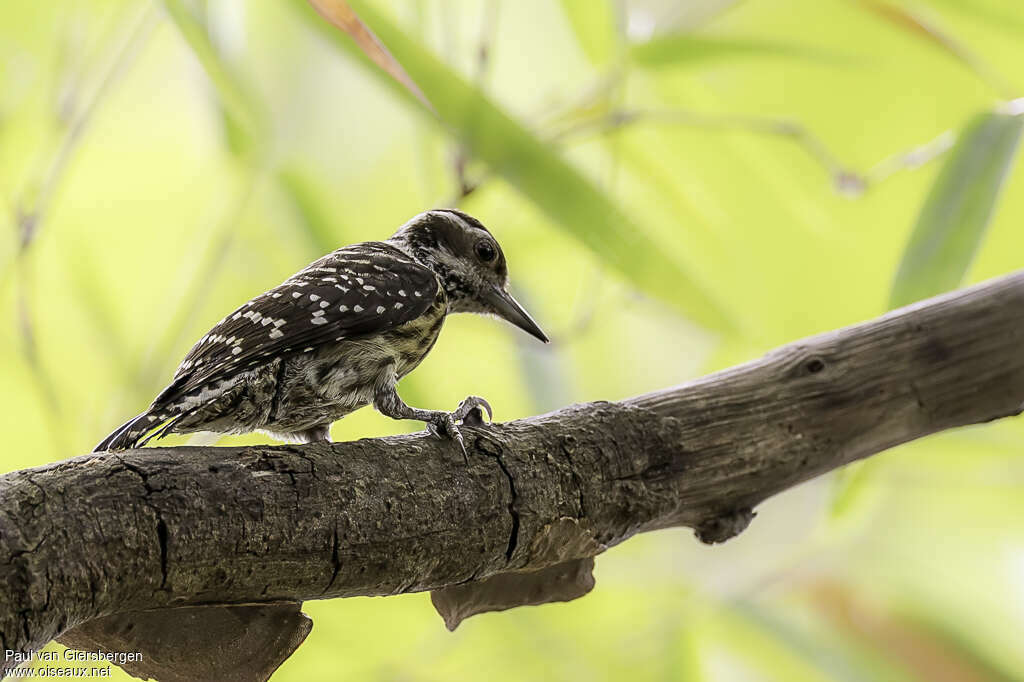 Philippine Pygmy Woodpeckeradult, identification