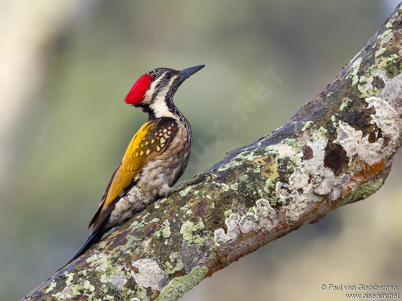 Black-rumped Flameback