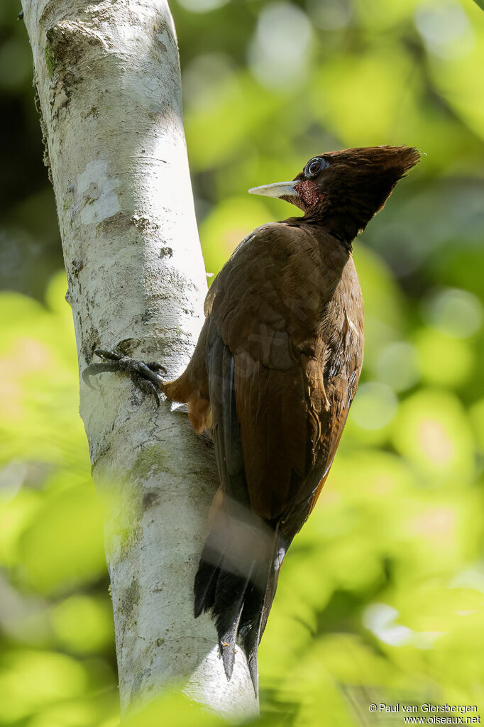 Chestnut Woodpeckeradult