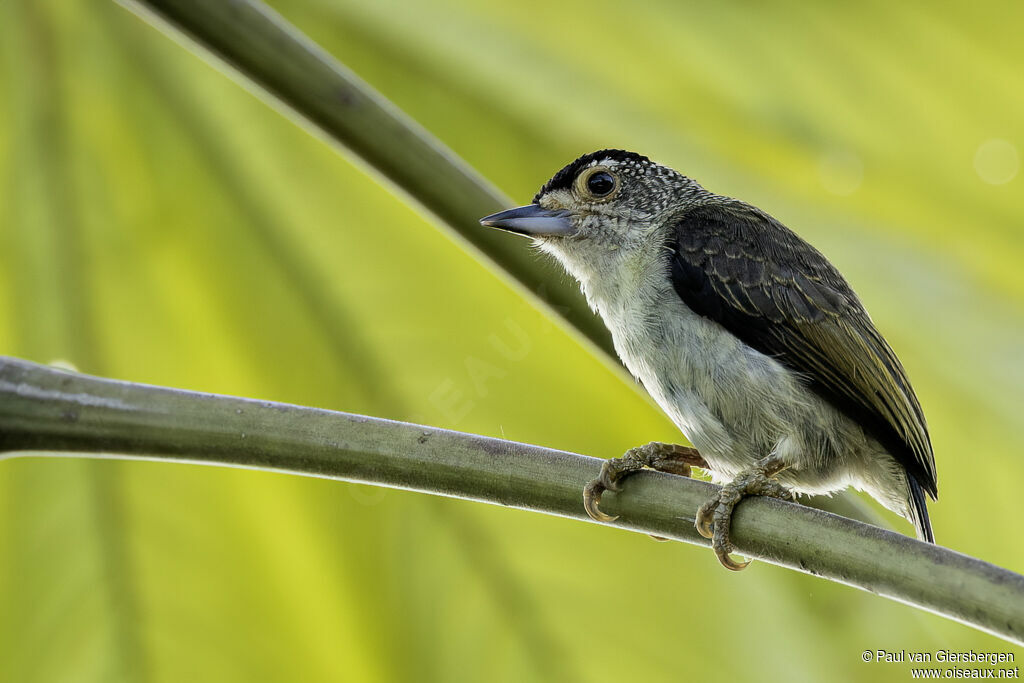 Plain-breasted Piculet female adult