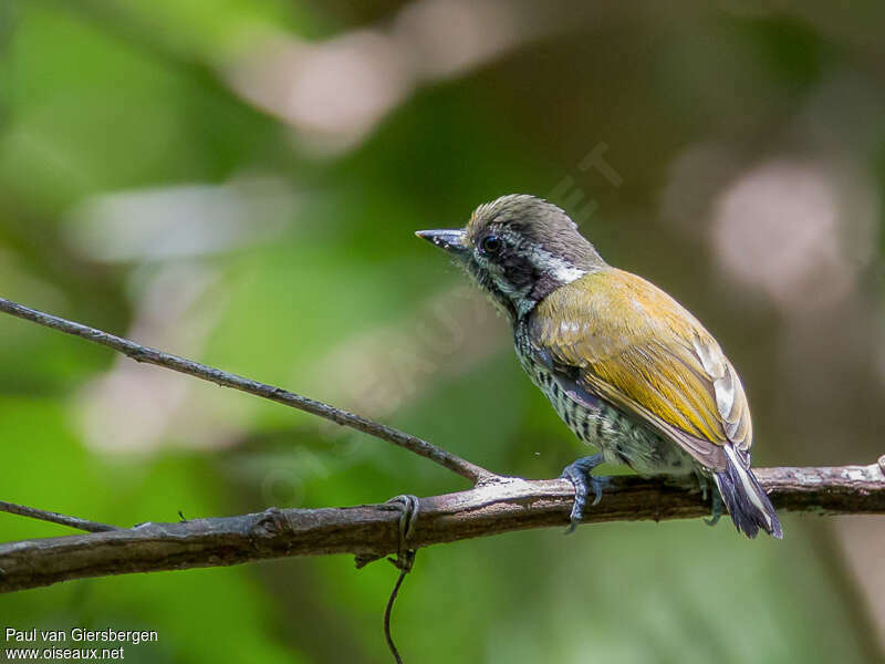Picumne tacheté mâle adulte, identification