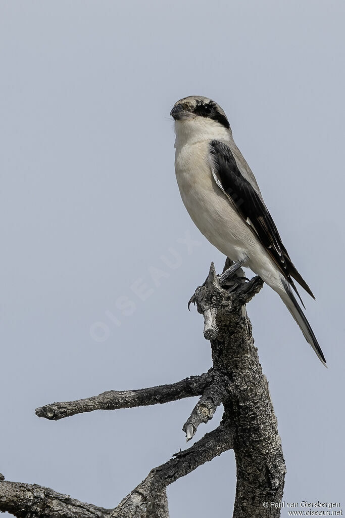 Lesser Grey Shrikeadult