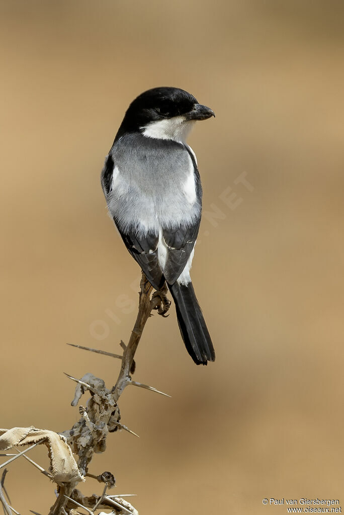 Pie-grièche de Somalieadulte