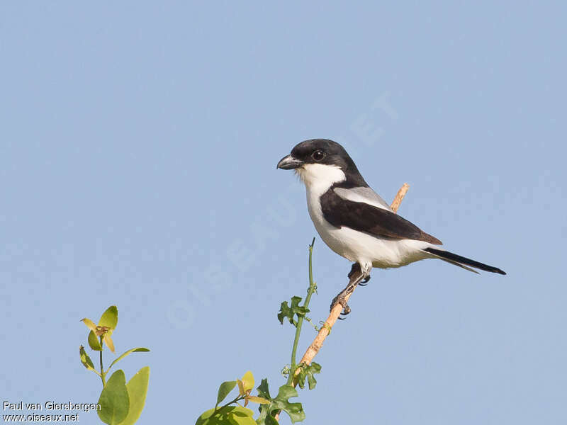 Pie-grièche des Teitaadulte, identification