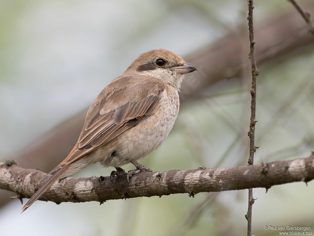Isabelline Shrikeimmature