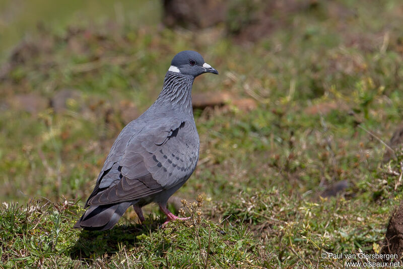 White-collared Pigeon