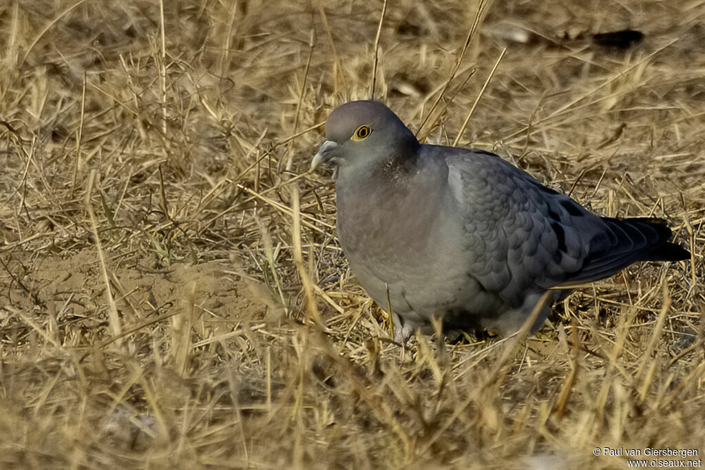 Pigeon d'Eversmannadulte
