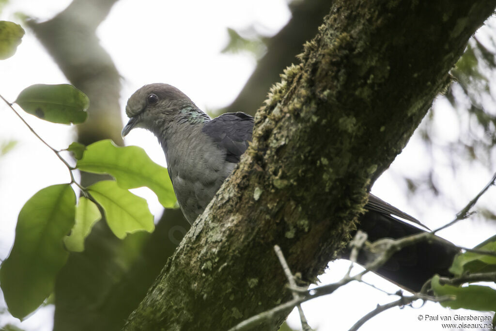 Pigeon de Delegorgueadulte