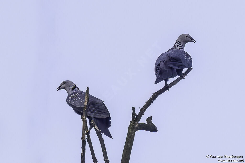Pigeon de Hodgsonadulte