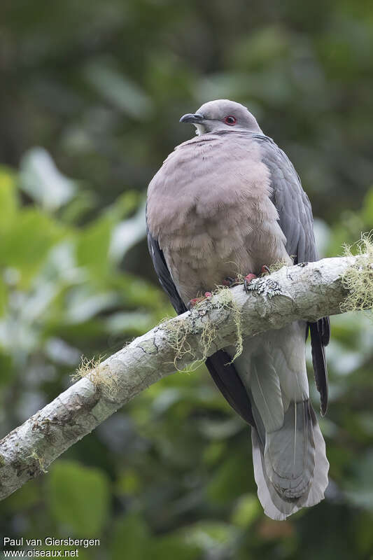 Ring-tailed Pigeonadult, identification
