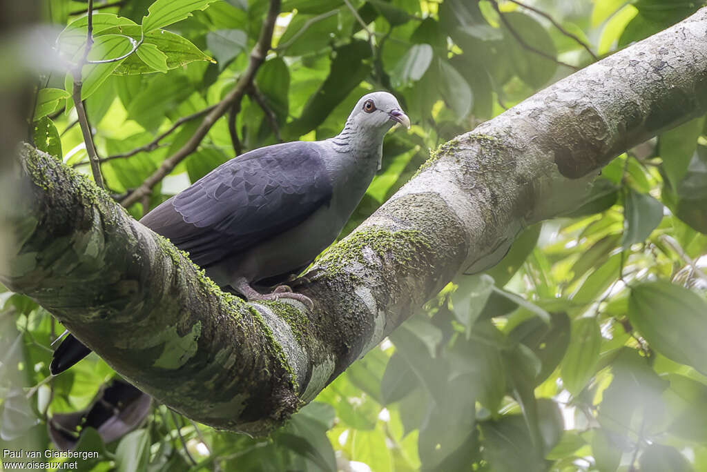 Andaman Wood Pigeonadult