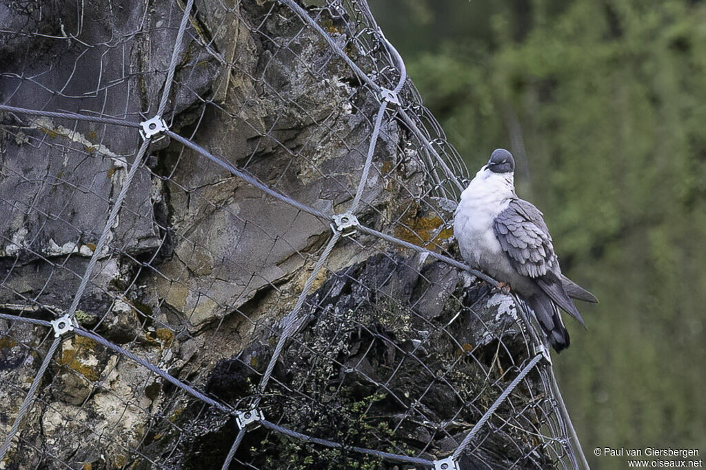 Pigeon des neigesadulte