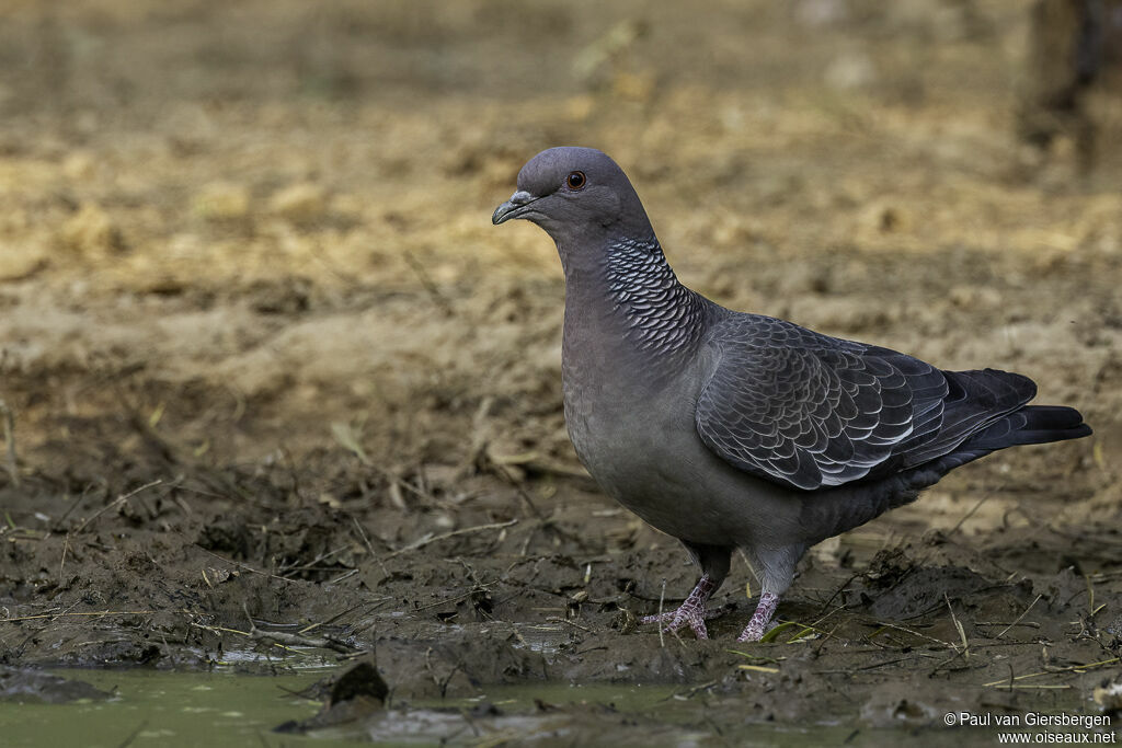 Pigeon picazuroadulte