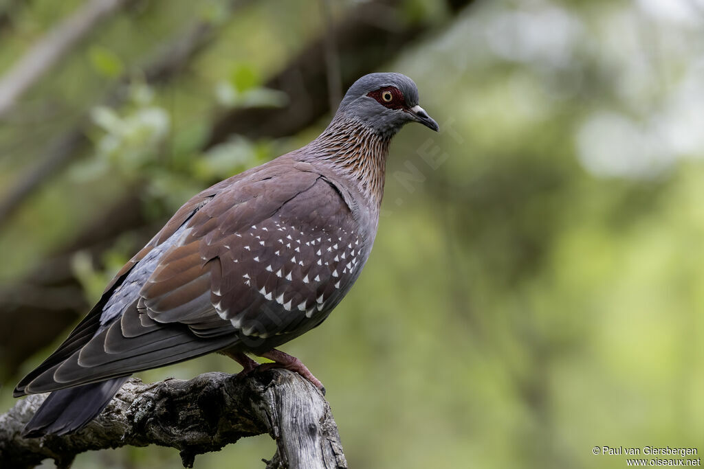 Pigeon roussardadulte