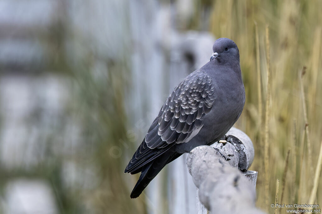 Spot-winged Pigeon