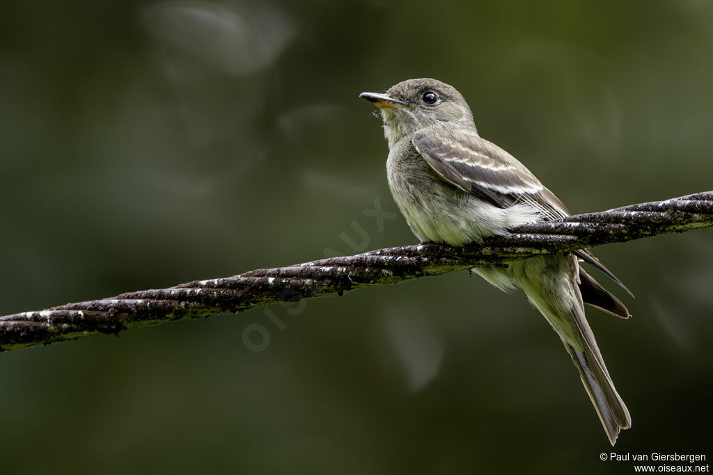 Eastern Wood Pewee