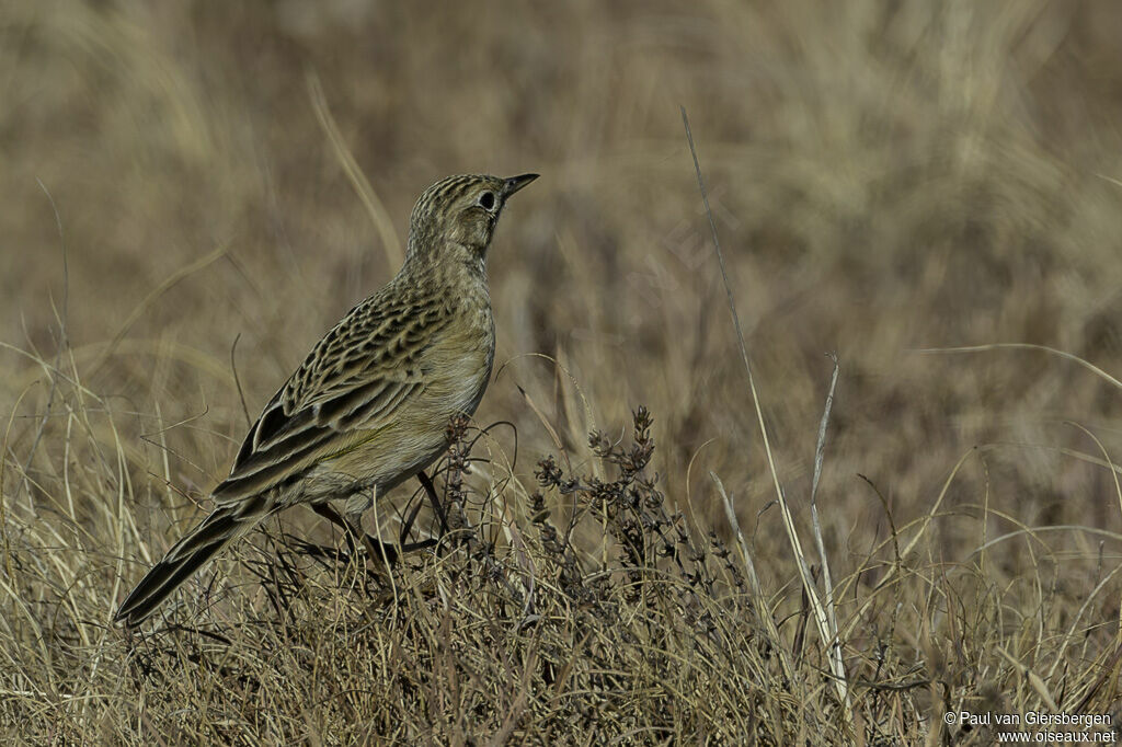 Pipit à gorge jauneadulte internuptial
