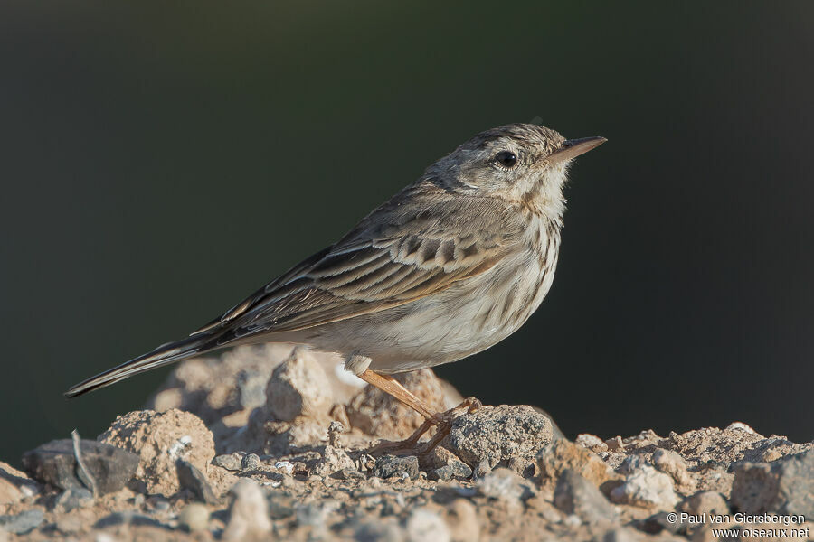 Pipit de Berthelotadulte