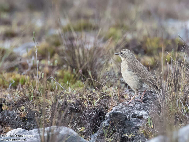 Pipit de Nouvelle-Guinée