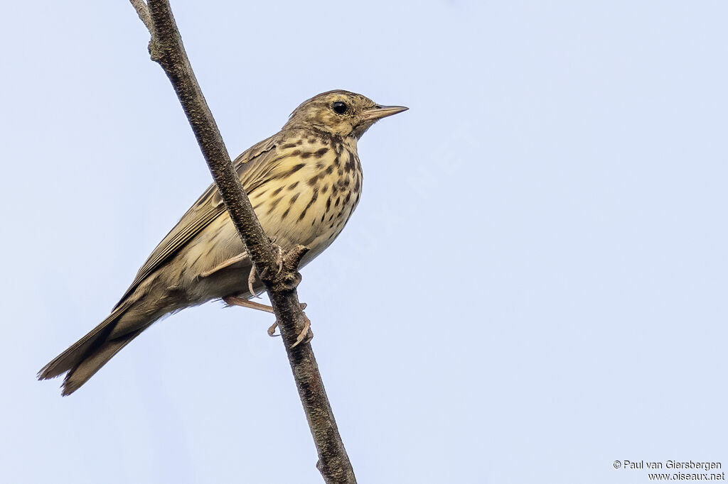 Pipit des arbres