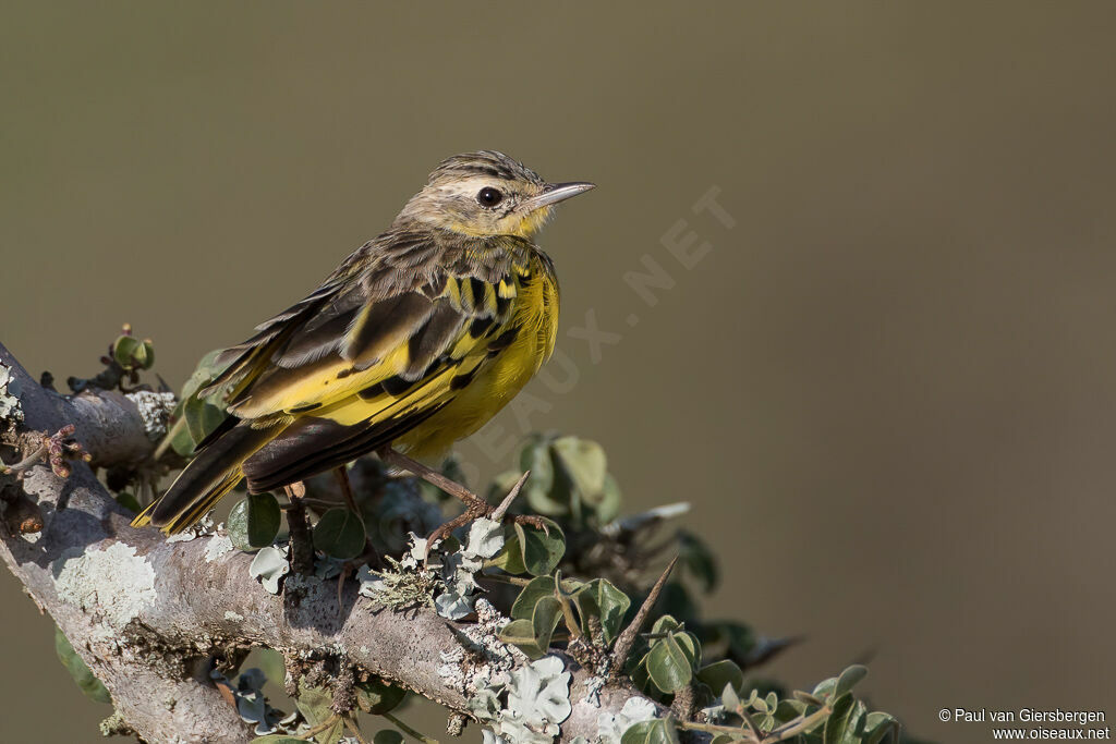 Pipit doréadulte