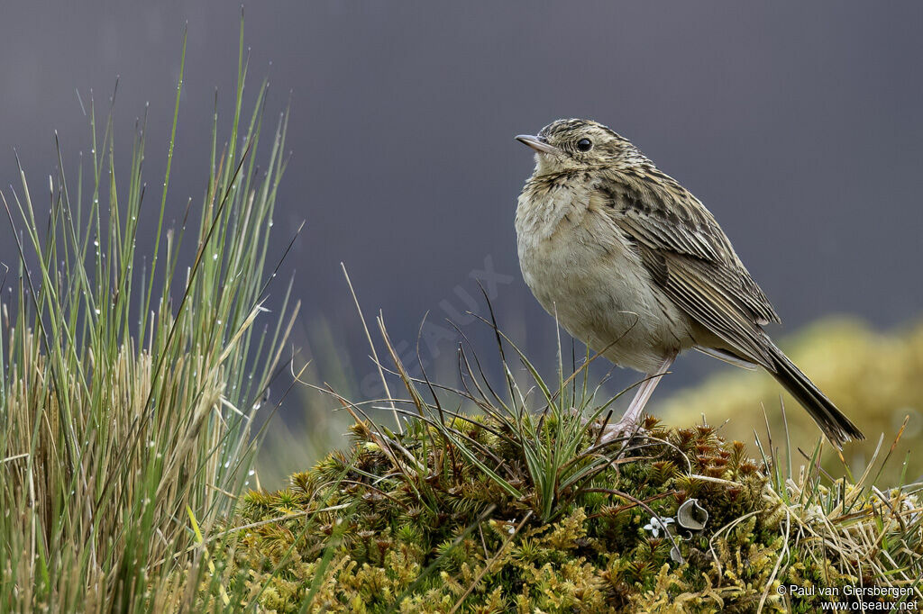 Pipit du paramoadulte