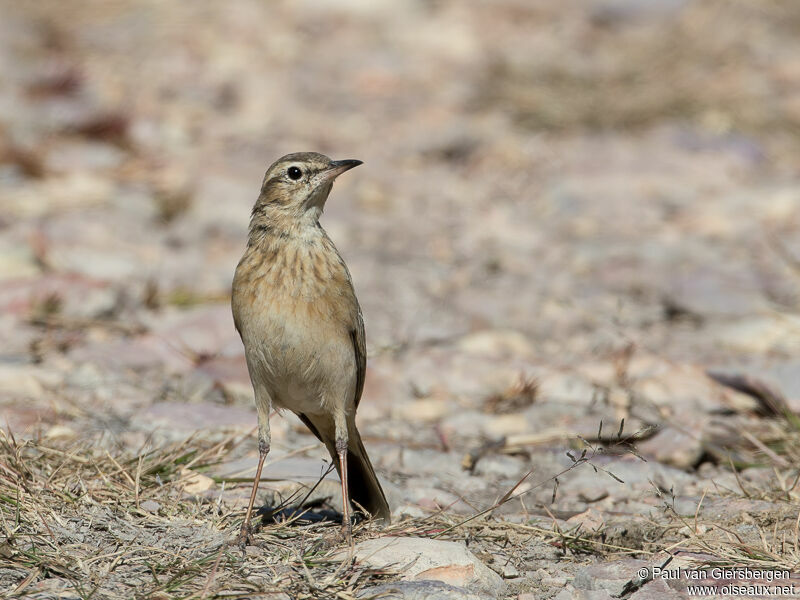Pipit du Vaaladulte