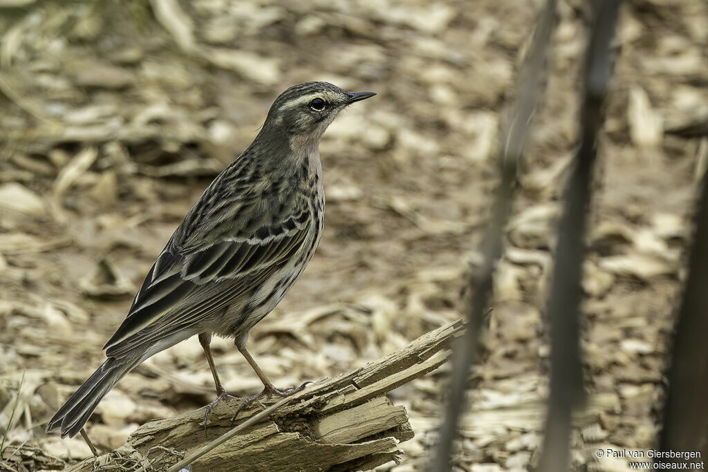 Pipit rosé