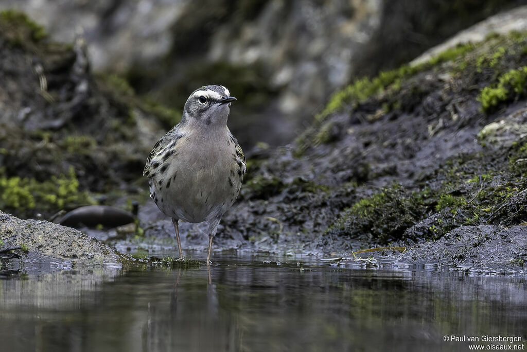 Pipit rosé