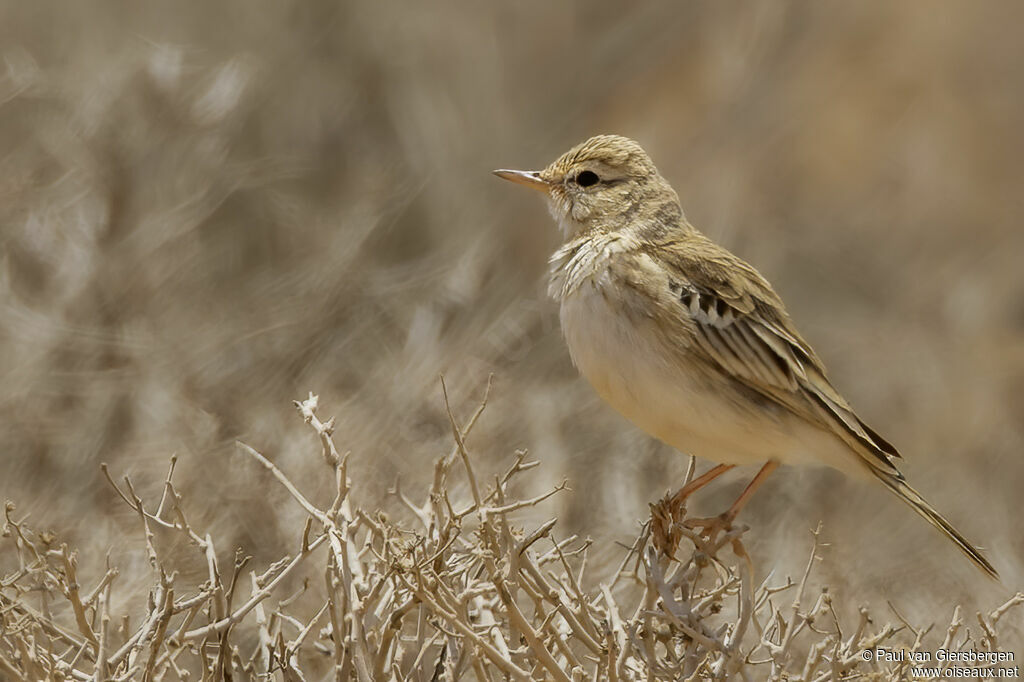 Pipit rousseline