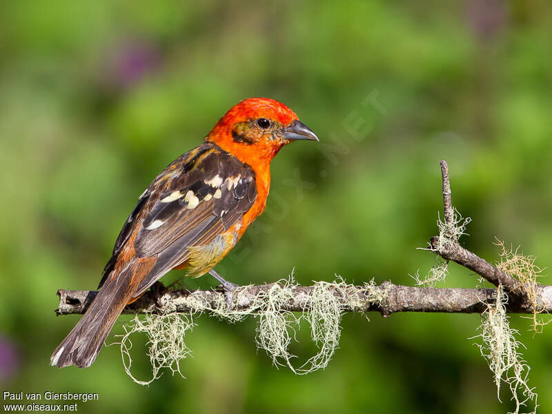 Flame-colored Tanager