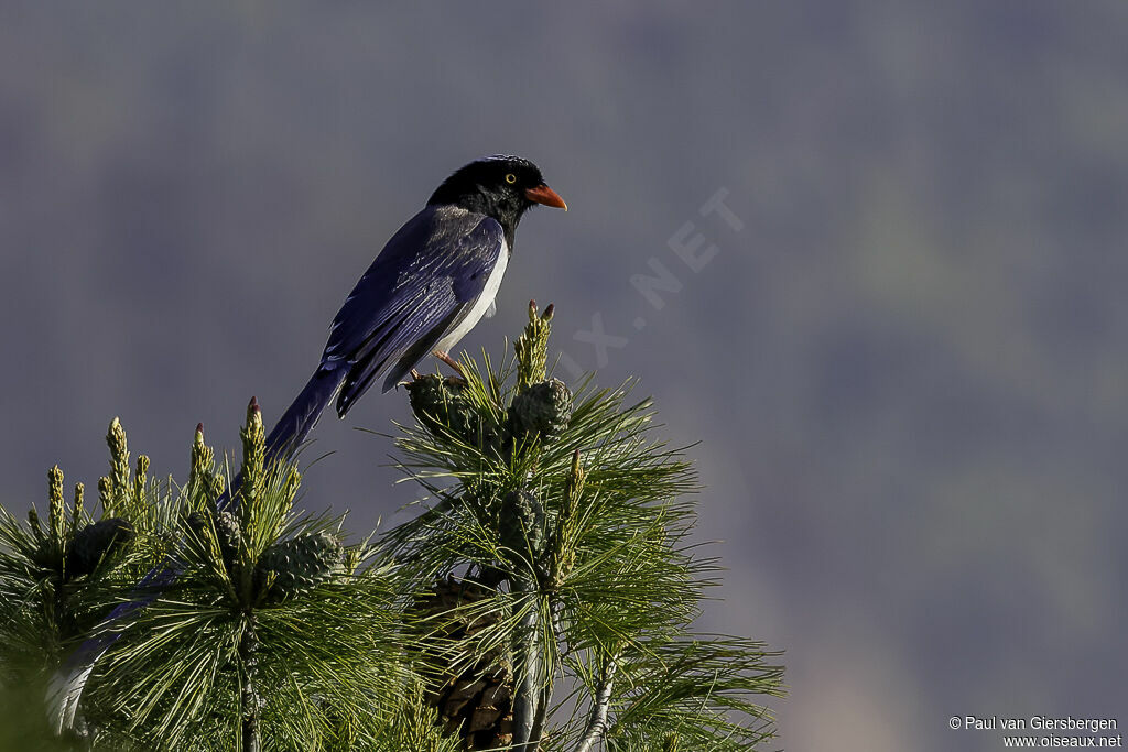 Red-billed Blue Magpieadult