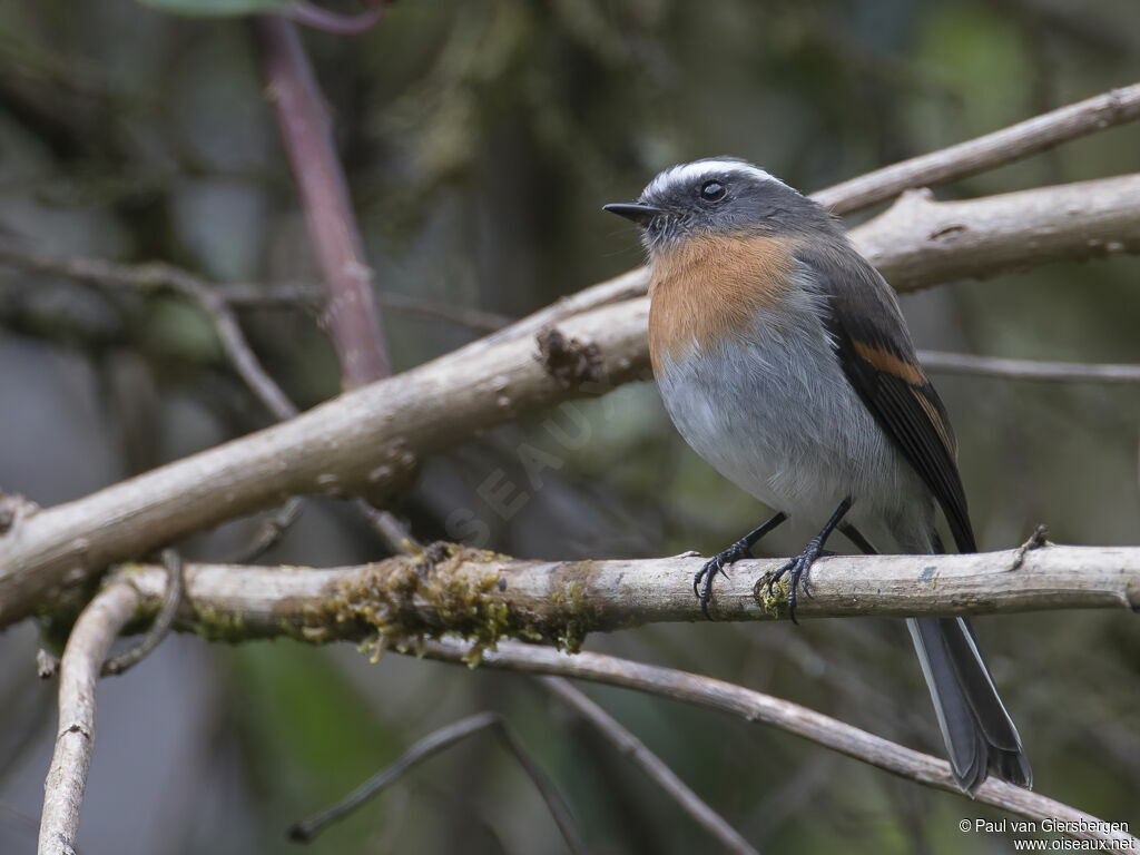 Rufous-breasted Chat-Tyrantadult