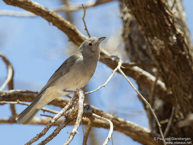 Grey Shrikethrush
