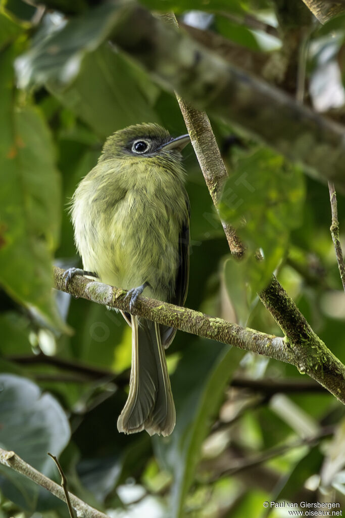 Platyrhynque à bec court - Tyranneau à bec court<br />adulte