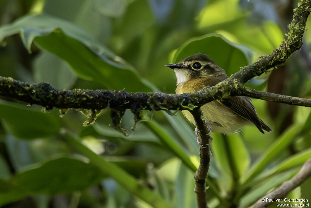 Platyrhynque à moustachesadulte