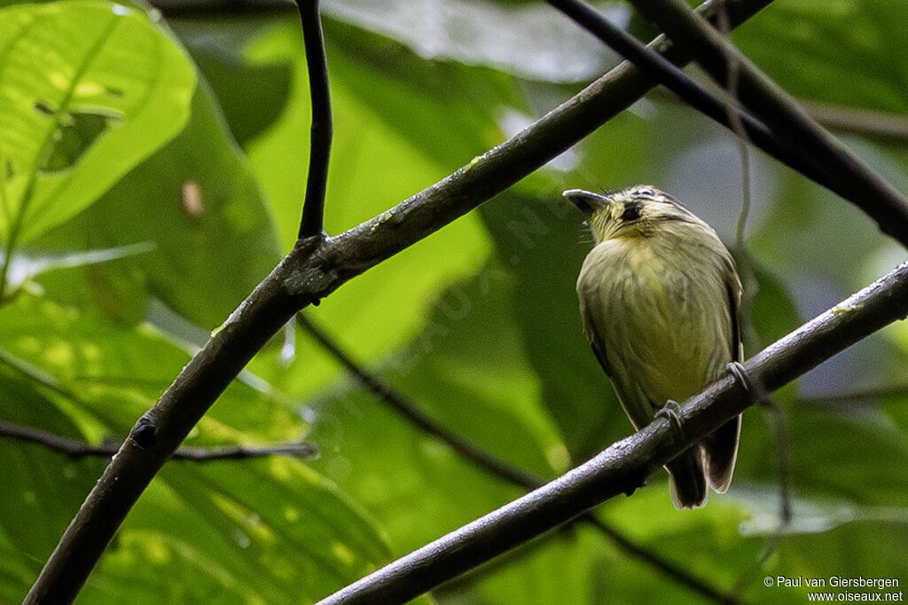 Platyrhynque à tête d'oradulte