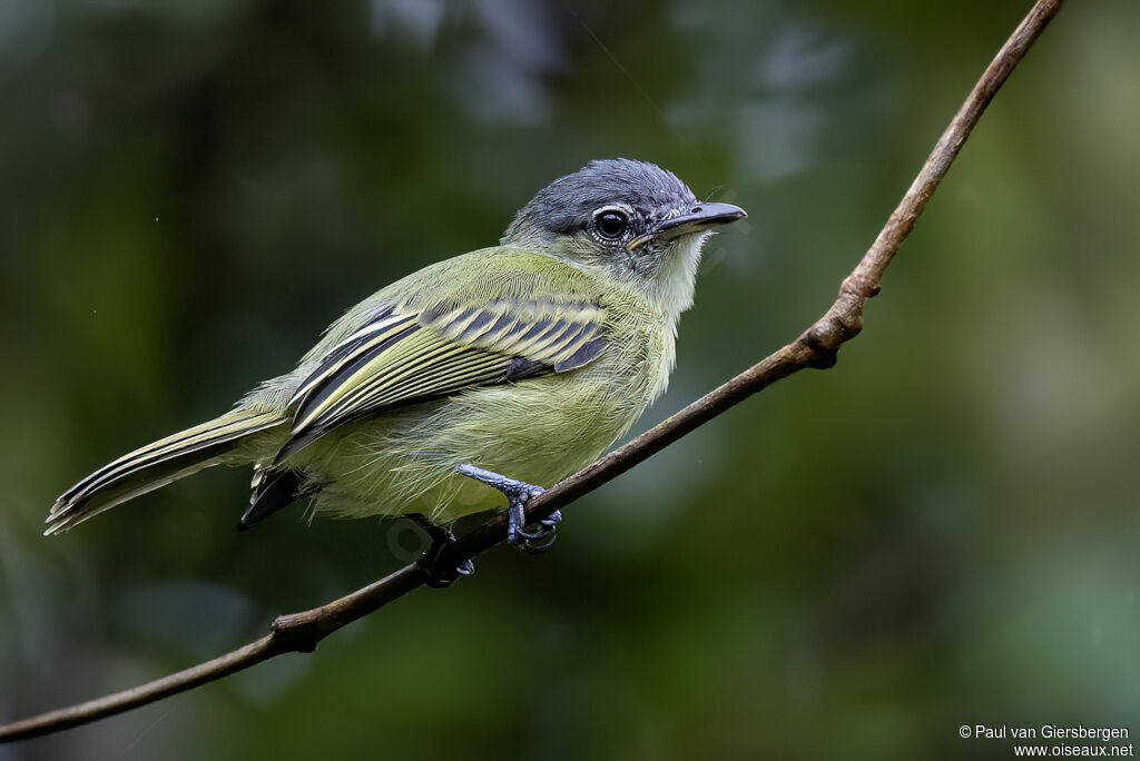 Platyrhynque poliocéphaleadulte