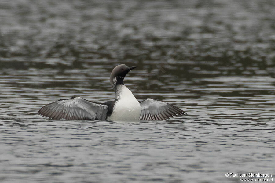 Plongeon arctiqueadulte