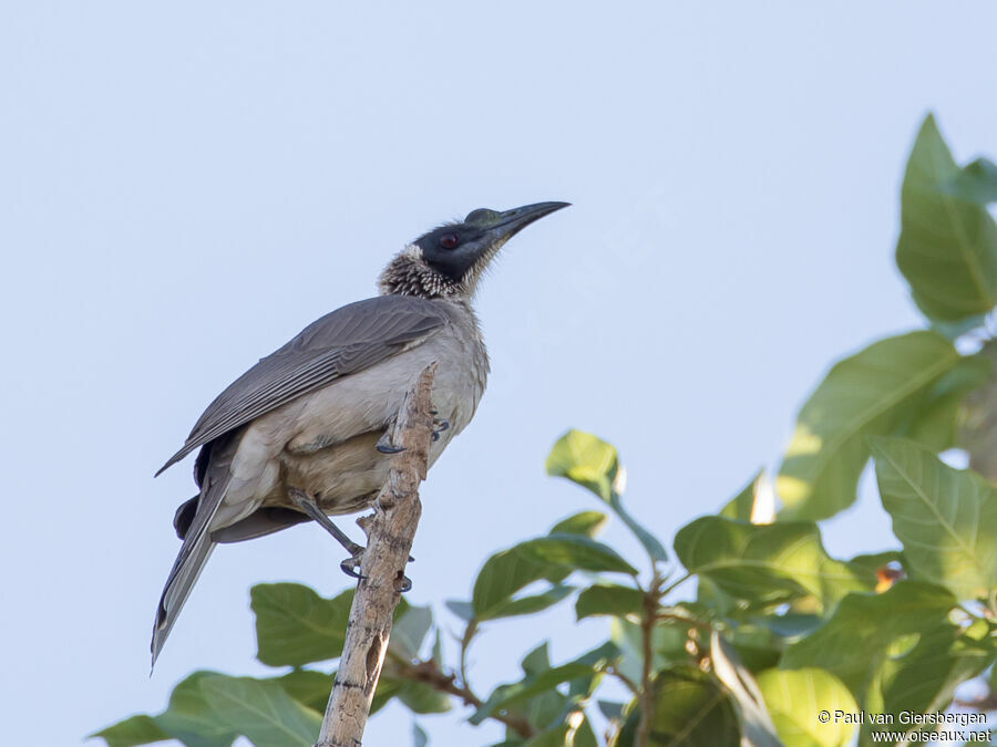 Silver-crowned Friarbirdadult