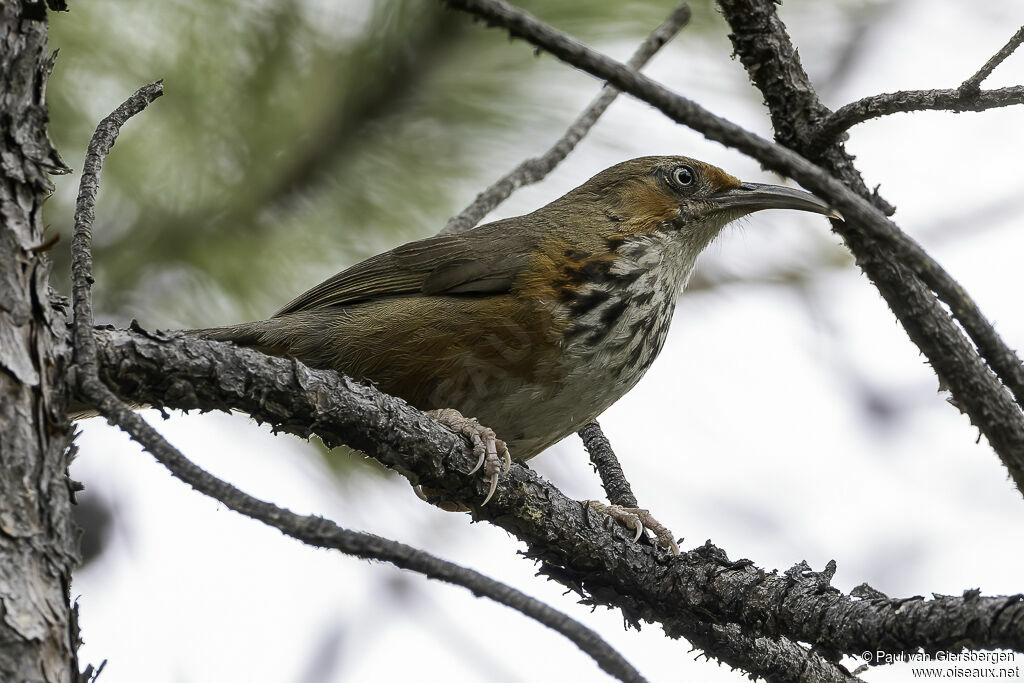 Pomatorhin chanteuradulte