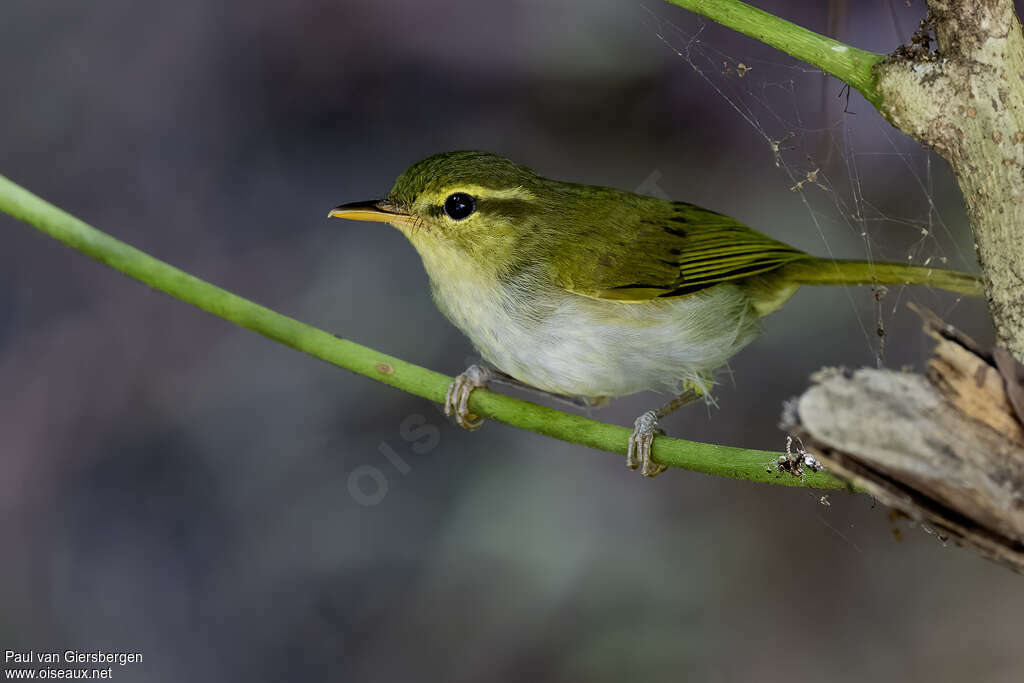 Pouillot à gorge citronadulte, identification