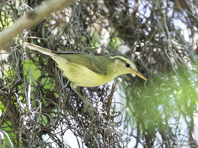 Pouillot de Timor