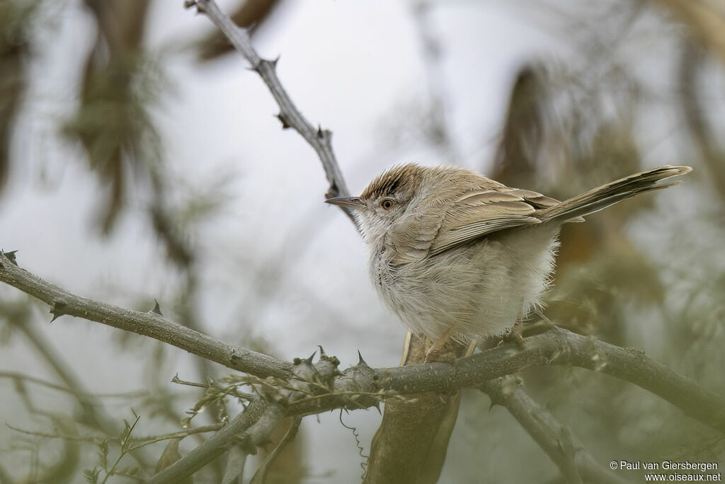 Prinia à front rouxadulte