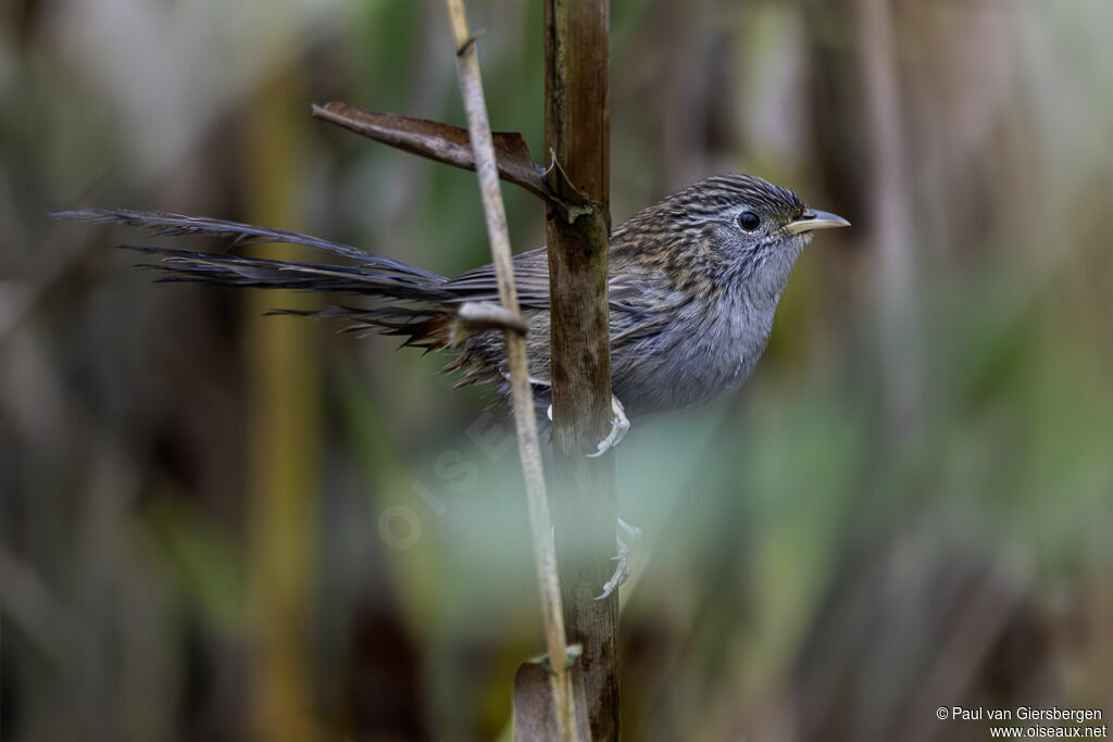 Prinia de Burnes - Laticille de Burnes<br />adulte