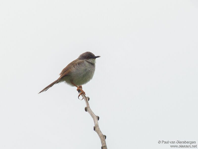 Prinia de Hodgson