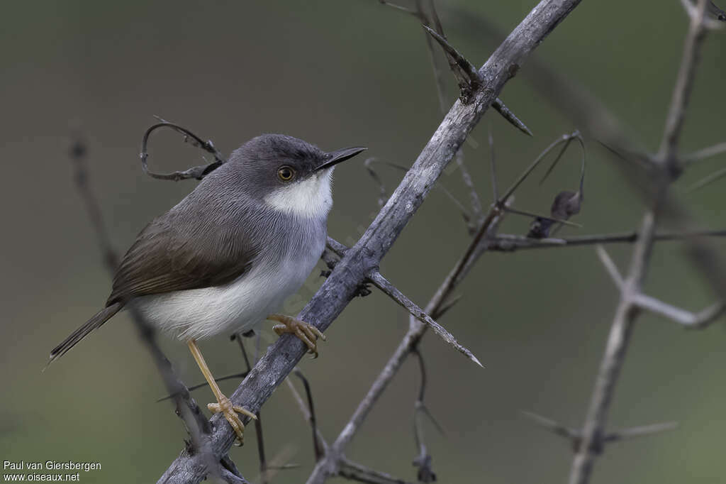 Prinia de Hodgsonadulte, identification